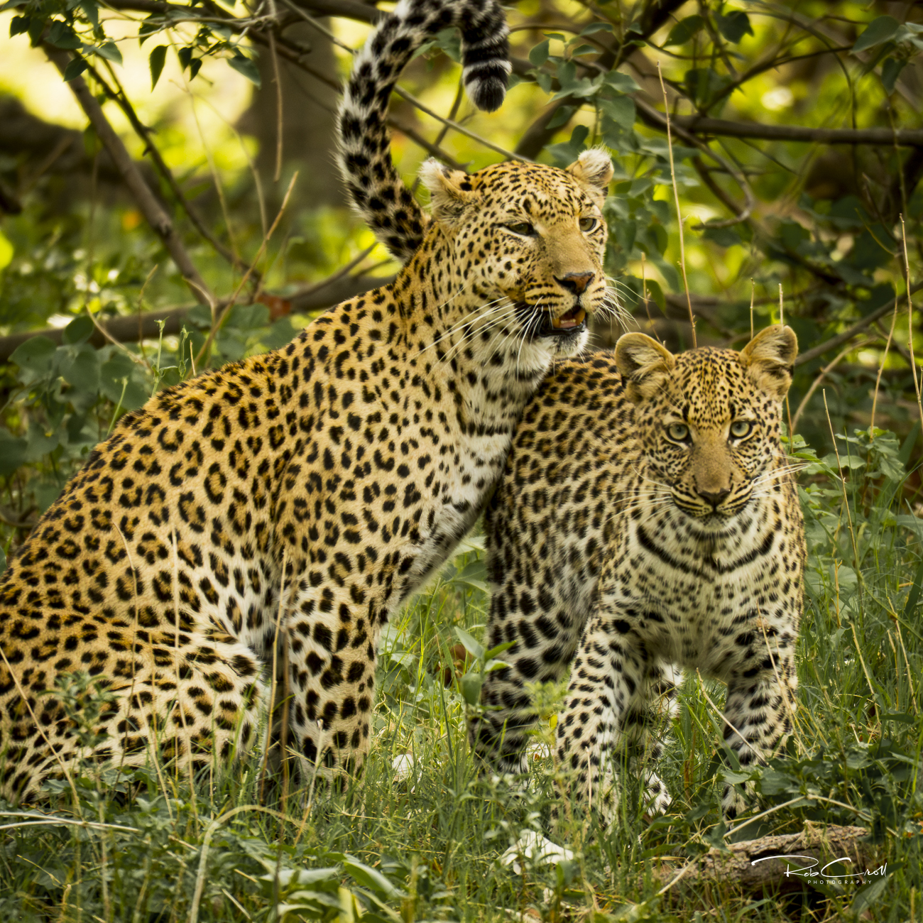 Mother Leopard and cub 2